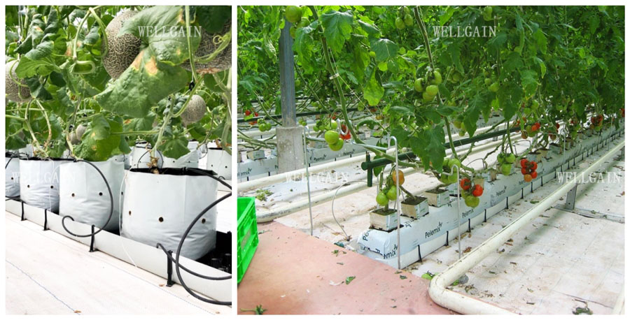 Greenhouse Hydroponic Planting Trough PP Roll For Fresh Cut Flowers Rose Cultivation