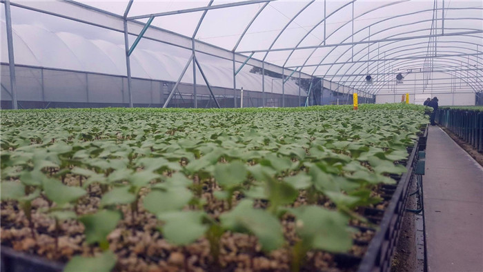50 Mesh 100%HDPE Blue Non-Toxic Insect Mesh Netting for Fruit