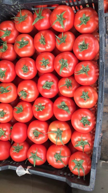 Huimei No.15 Early Semi Determinate Tomato Seeds F1 Heat Tolerate For High Yield T36