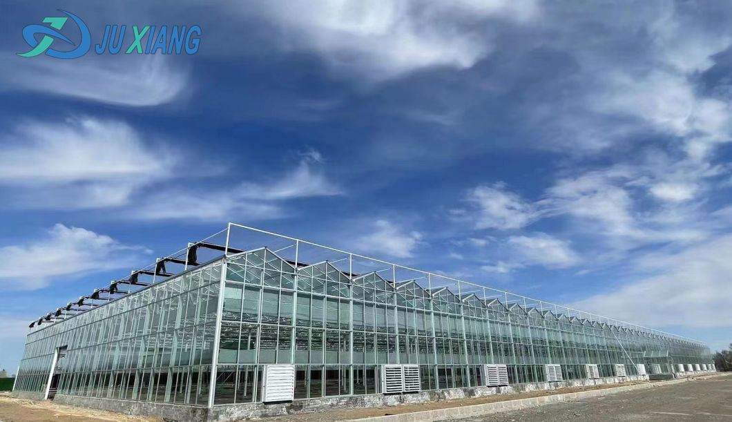 Hydroponics Stromal Humidity Control Multi-Span Seedling Glass Greenhouse