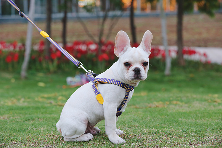 12 Inch Lanyard Breakaway Dog Leash For 1 2 3 Multiple Dogs