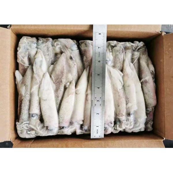 Frozen Loligo Squid Whole Round Bqf Chinese Ocean Vessels Freshness No Additives