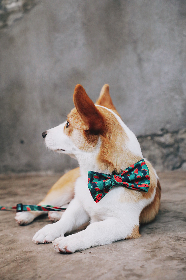 Fancy Wedding Female Dog Bowtie Collar Set For Holiday