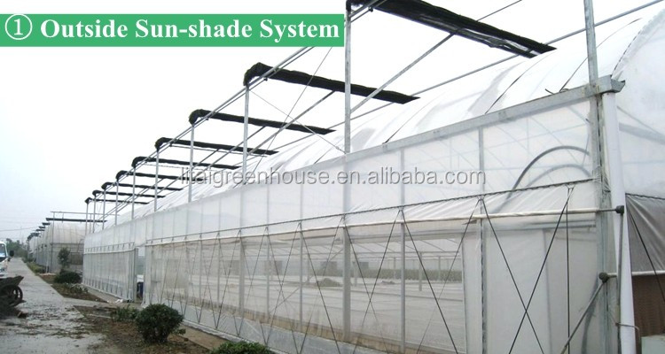 Film Covered Greenhouse for Agriculture in Namibia Affordable and Customizable Height