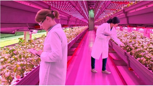 3535 Pachage SMD RED 660NM 3W 600mA LED Grow Light Chip
