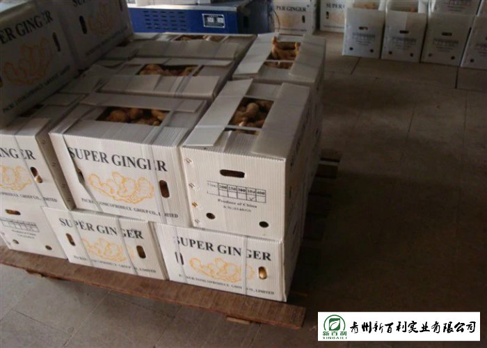 Spicy Organic Fresh Ginger 10 Kg / Box Own Plantation Japan Standard