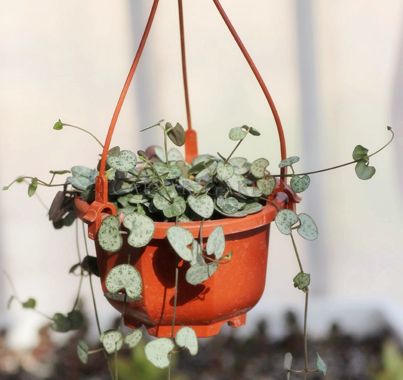 Planting Hanging PVC HDPE Soft Plastic Flower Pot Hook Garden Accessory