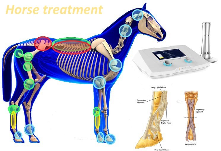 Acoustic Equine Animal Pain Treatment Shockwave Therapy System 1-22Hz trigger point therapy