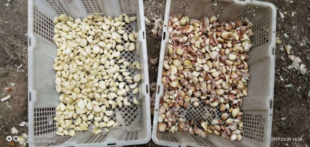 CCD Sesame/Soybean/Sorghum/Millet/Wheat/Corn/Maize/White Rice Color Sorter Machine