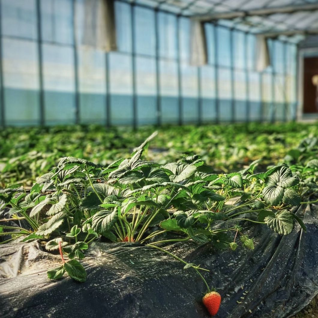 Multi-System Glass Greenhouse for Flower Growing