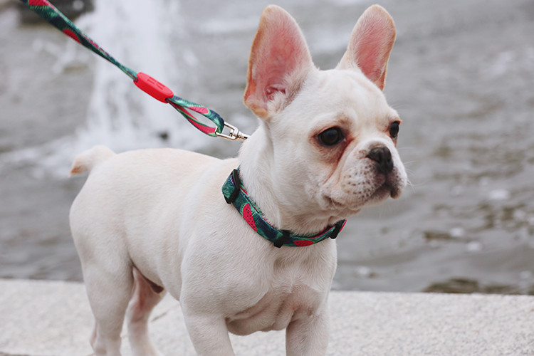 6.1m 20 Foot Anti Pull Dog Lead Collar For Yard Disabled Owners Extra Long