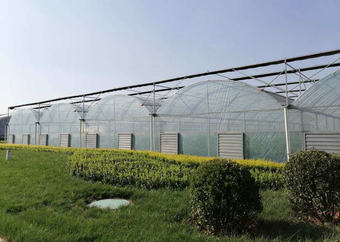 Large Size Clear Plastic Film Greenhouse Multi Span 3-6m Gutter Height Galvanized Steel Greenhouse