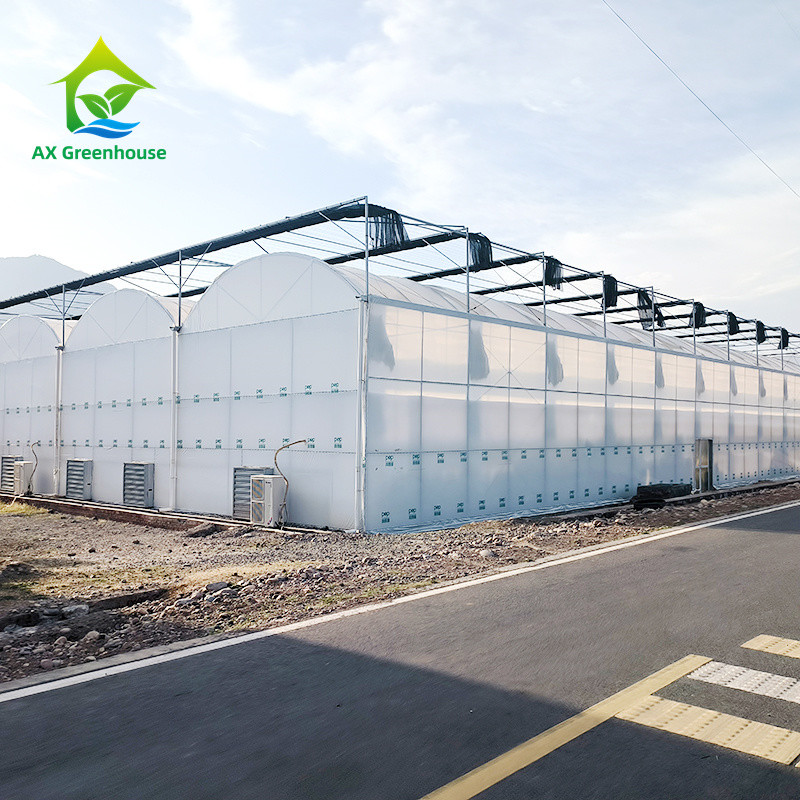 Metal Frame Durable Multi Span Plastic Film Greenhouse For Agriculture Farming