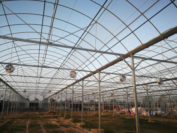 4.0-8.0M Height Agriculture Multi Span Plastic Film Greenhouse For Tomato Turnkey Project