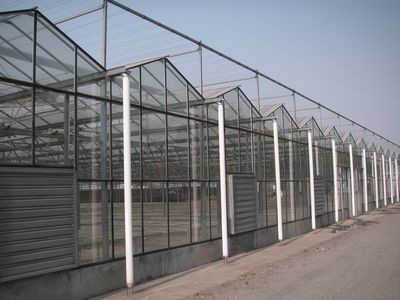 Simple Constructure Commercial Glass Greenhouse With Galvanized Steel Screws / Bolts