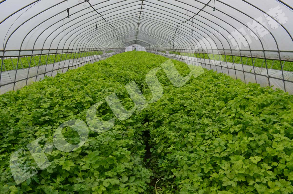 Low Noise Advantage Vacuum Cooling Machine for Mushroom and Cool Fresh Vegetables
