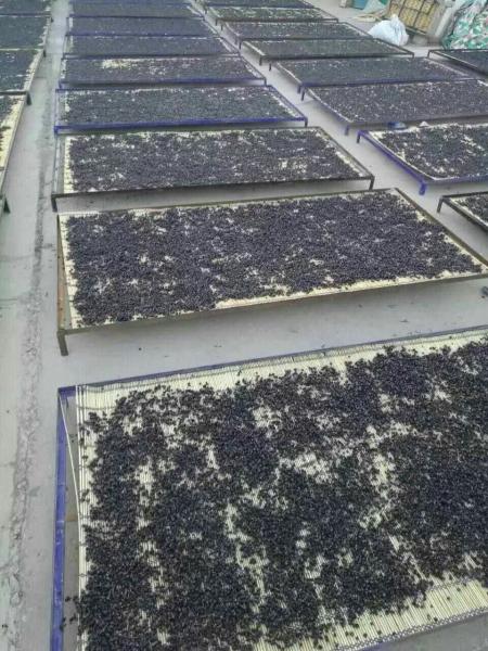 Quality Dried Black Goji Berry for sale