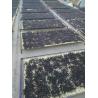 Buy cheap Dried Black Goji Berry from wholesalers