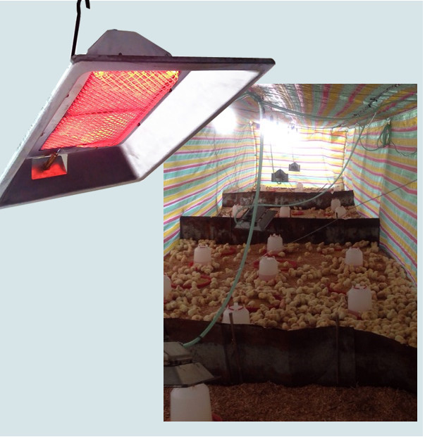Wall Mounted Infrared Brooder Heater Indoor Ceramic Heater For Birds THD2608