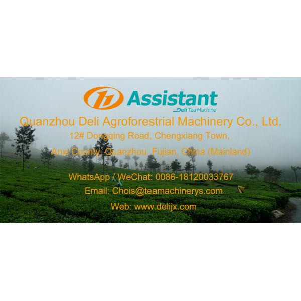 DL-6CRT-45 Tea Leaf Continuous Kneader Manual Rolling Machine for Voltage 380v Output