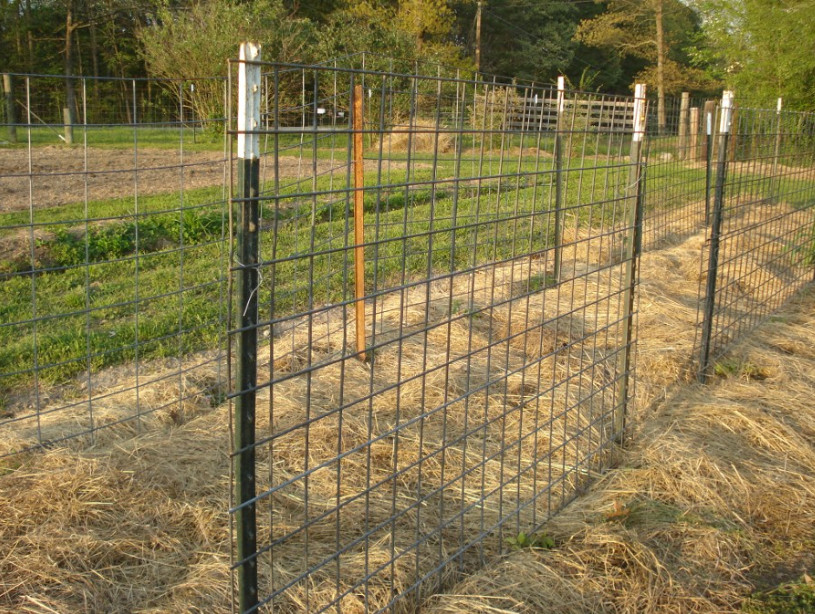 Pvc Coated Steel Studded T Post For Garden Fence
