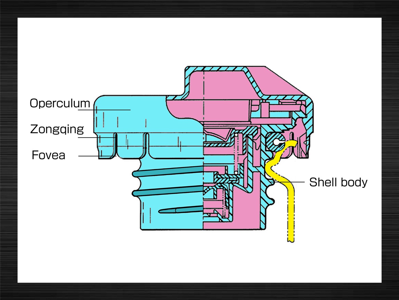 MASUMA-Fuel tank cap-4