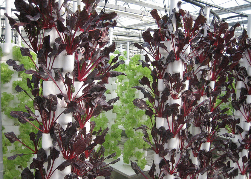 Easy Maintenance Nutrient Film Technique System With Strong Adaptability