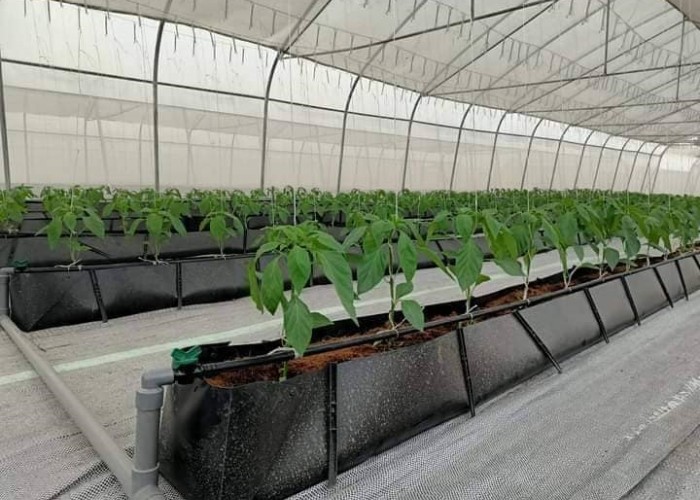 Soilless Growing System PP Growing Trough Colletcing Trough Black Growing Tomatoes Rose Cucumbers