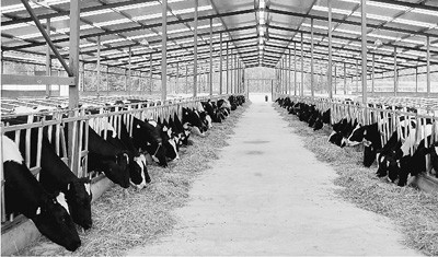 Durable Prefabricated Steel Framing Cow / Horse Systems With Flexible High Space Utilization