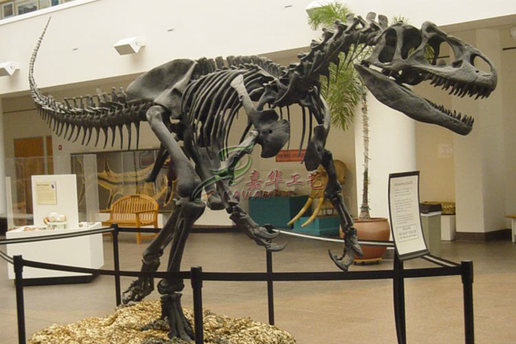High Durability Realistic Dinosaur Skeleton Models Fiberglass / Gypsum Made