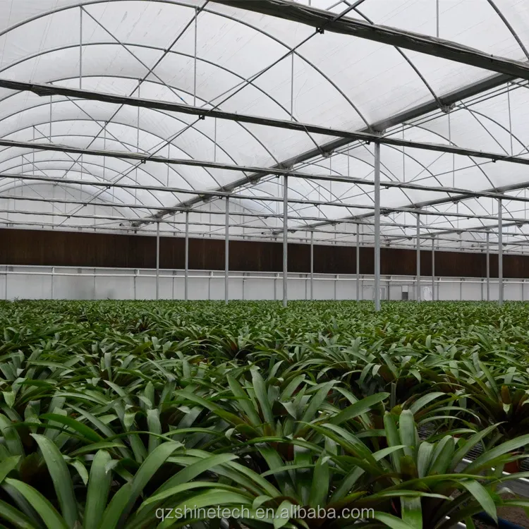 Hot Dip Galvanized Steel Tube Frame Multi Span Agricultural Greenhouse