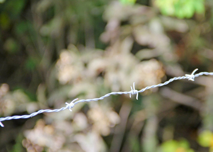Use Of Prison Walls Length 200m Single Strand Hot Dipped Galvanized Barbed Wire
