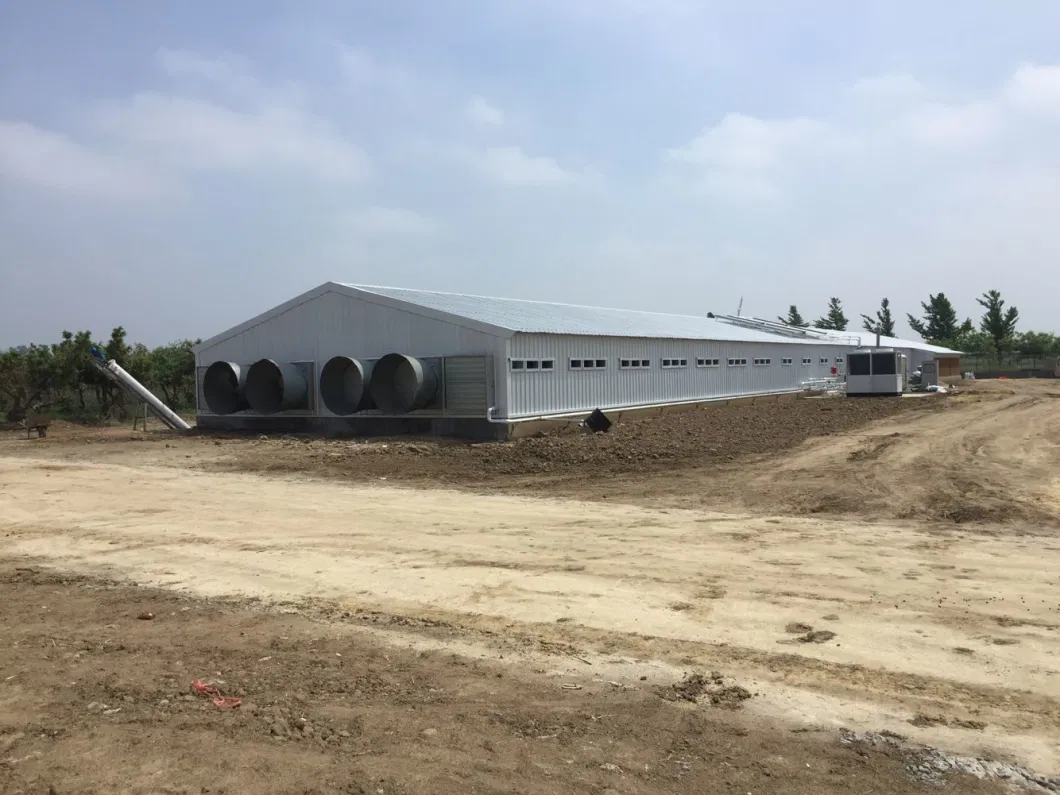 Steel Structure Chicken House