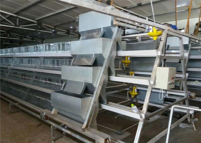 Sturdy Durable Layer Farming Equipment Cross - Opening Door Design