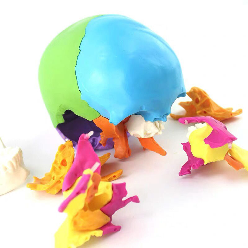 Medical Anatomical Adult Osteopathic cranial Model 22-Part, Life Size Didactic Colored