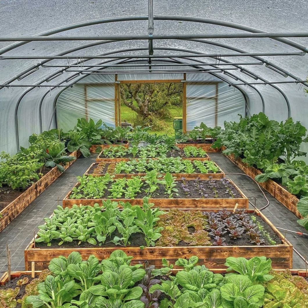 Tunnel Greenhouse for Agriculture and Vegetables