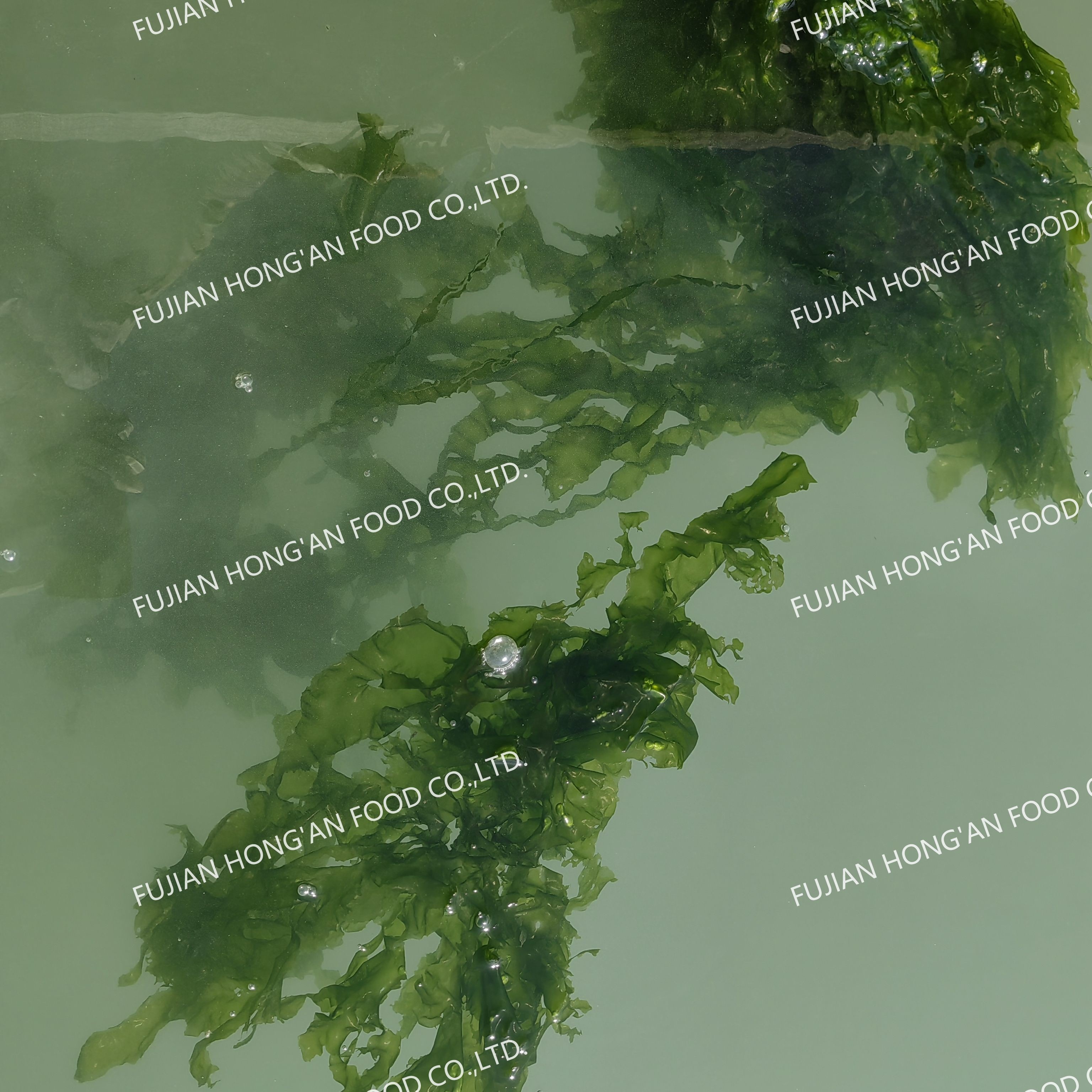 Rich Minerals Aonori Dried Sea Lettuce Flakes With 12 Months Long Shelf Life