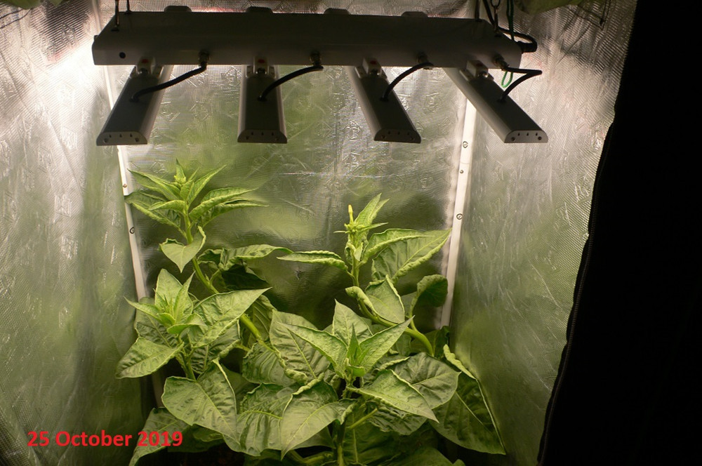 Full Spectrum Commercial LED Grow Light Bar 550*550*55mm Size B4-6S