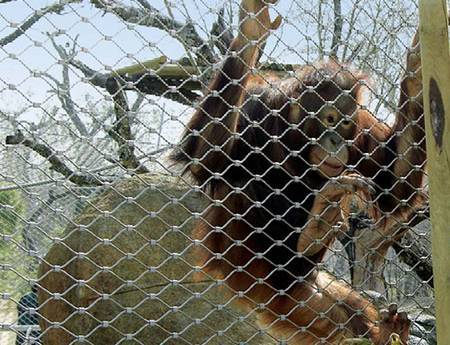 There is ferrules type rope mesh fencing around a gibbon.