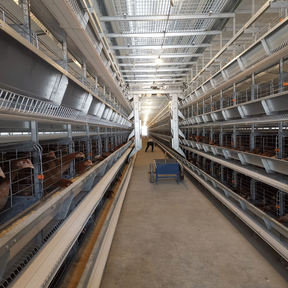 Poultry Farming Chicken Layer Cages Fully Automatic Battery System H Type Egg