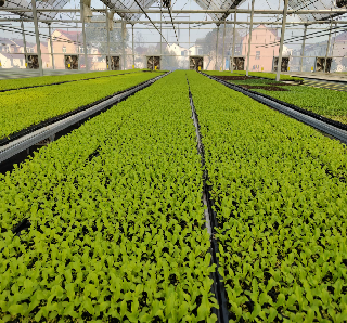 Substrate Cultivation Outdoor Hydroponics Greenhouse Weather Resistance