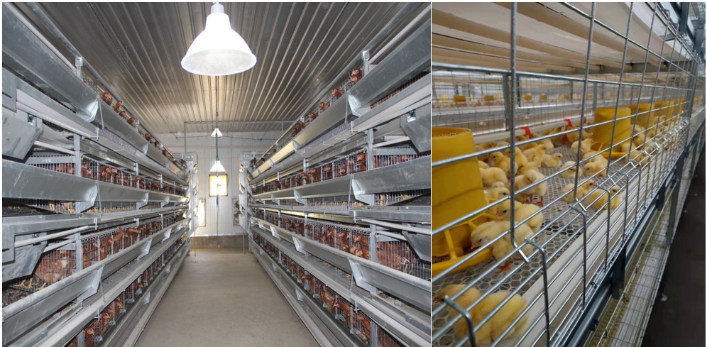 Industrial Livestock Steel Structure Farm House Use Colorful Panel