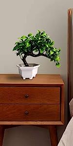 Bonsai Tree