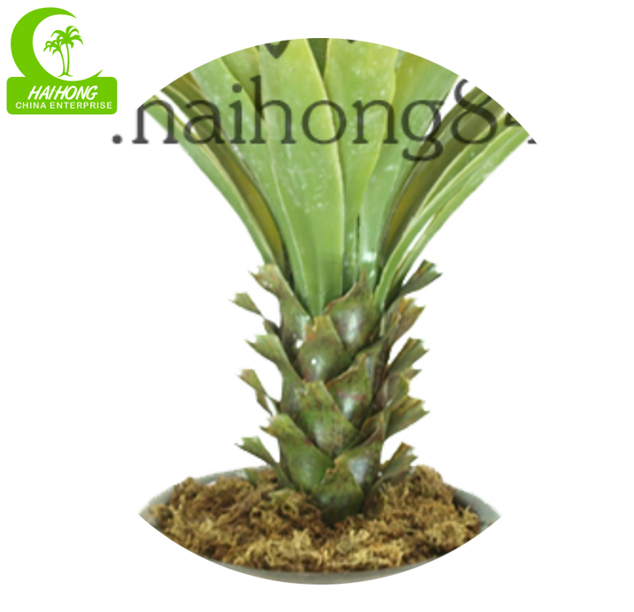 Agave plant