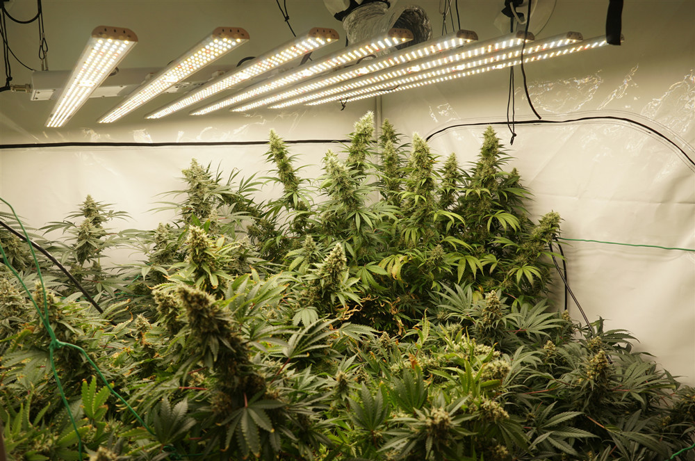 Indoor Garden Grow Lights / Waterproof Led Grow Lights Wireless Control