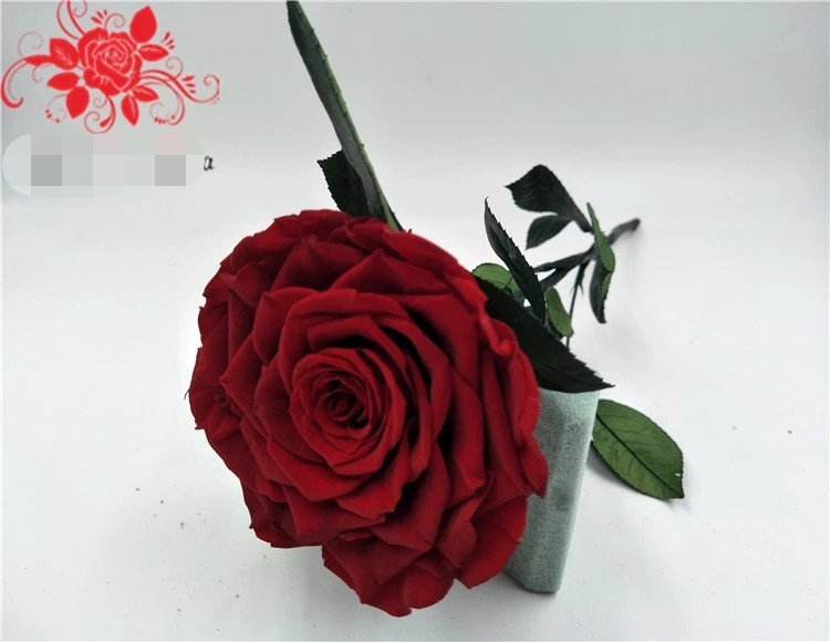 10cm Preserved Flower Rose with Stem Long 30cm Real natural fresh roses