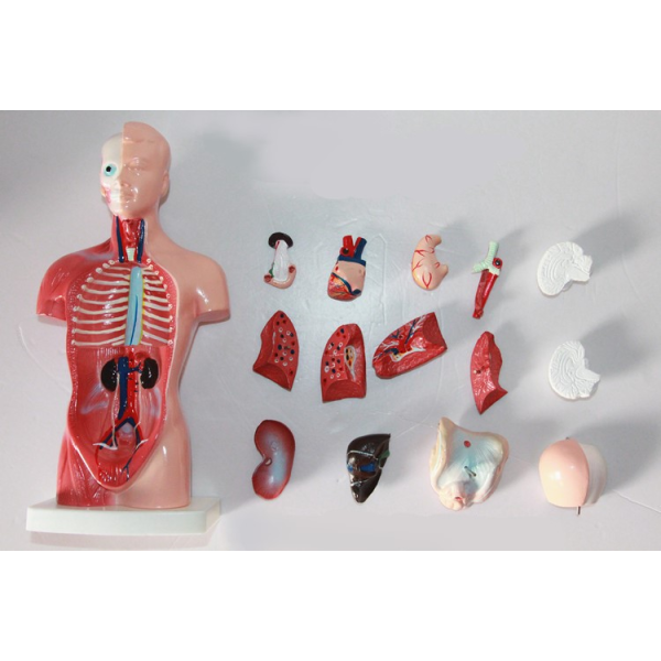 High Quality Medical Anatomy Organs Human Trunk Muscles Model Manikin For Surgery Skills Training