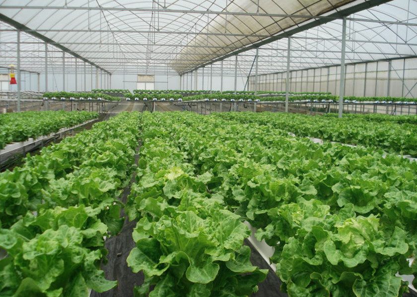 Water Saving Flat NFT Hydroponic System Eco Friendly Design For Leafy Greens