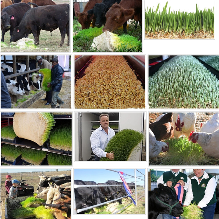 Germination Hydroponic Fodder System / Cattle Green Fodder Growing Machine