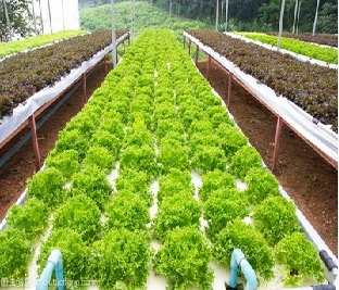 Large Size Hydroponic Farming Greenhouse For Vegetable Fruits Growth